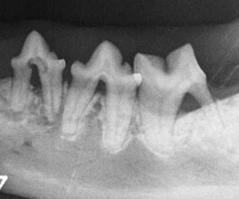 Stomatologia